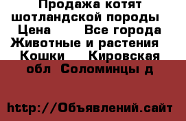 Продажа котят шотландской породы › Цена ­ - - Все города Животные и растения » Кошки   . Кировская обл.,Соломинцы д.